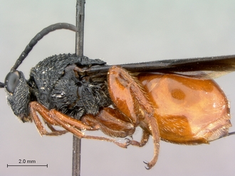 Oberthuerella_lenticularis_Ivory Coast_female_habitus_lateral